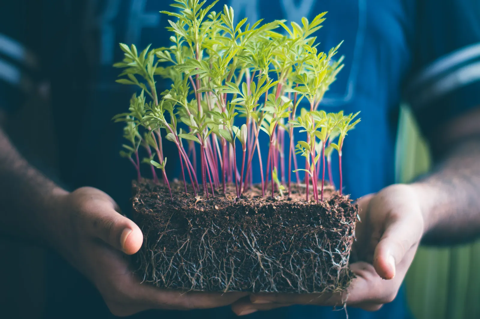 Hands cradling soil and a young green seedling