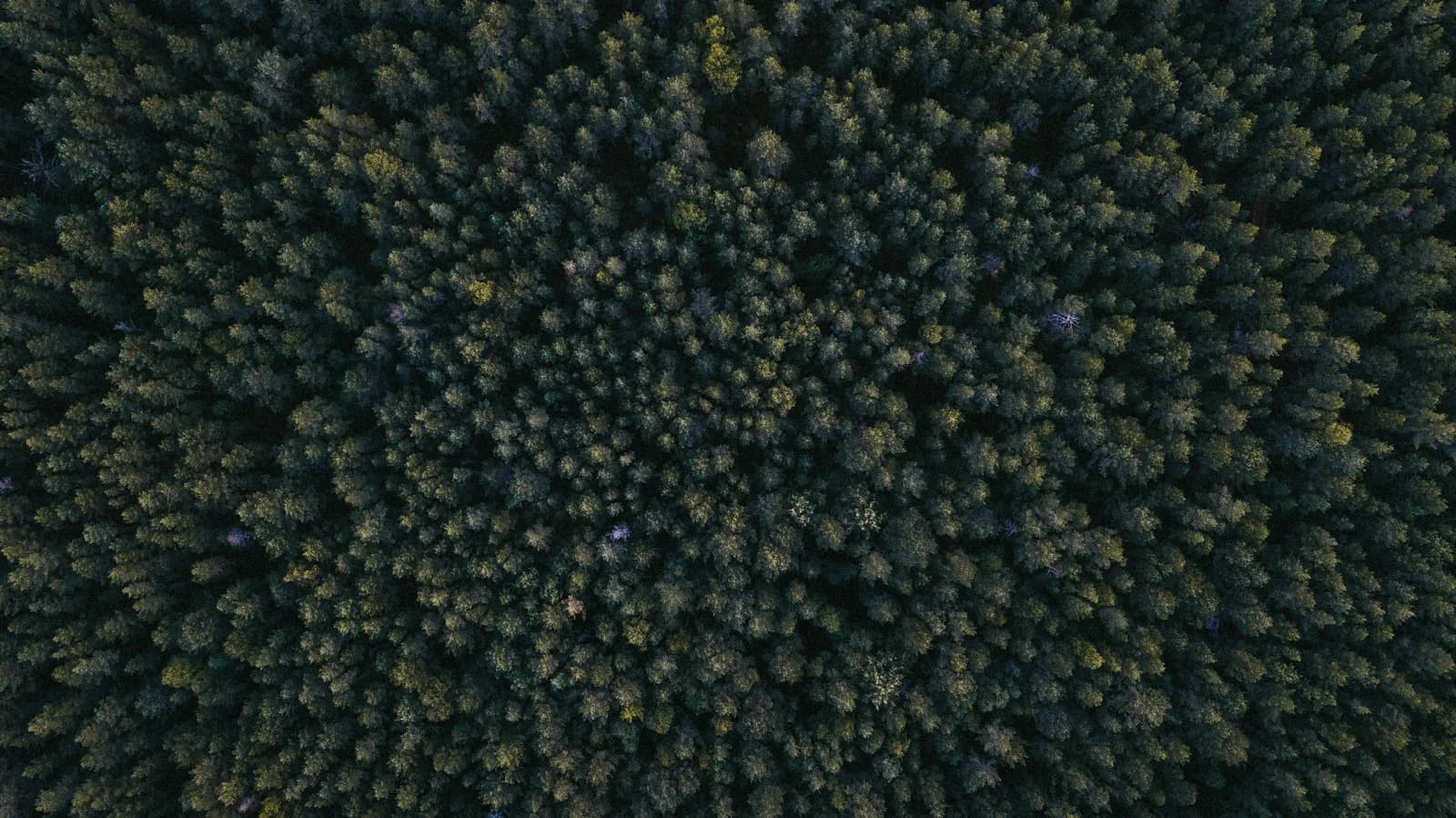 Aerial view of a dense green forest canopy