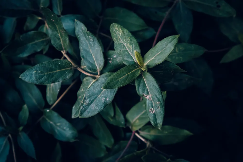 Fresh green botanical leaves