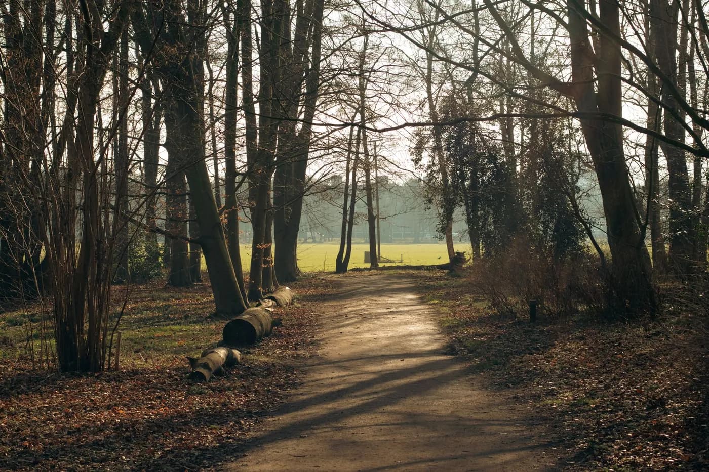 Sunlight streaming through a peaceful green forest path