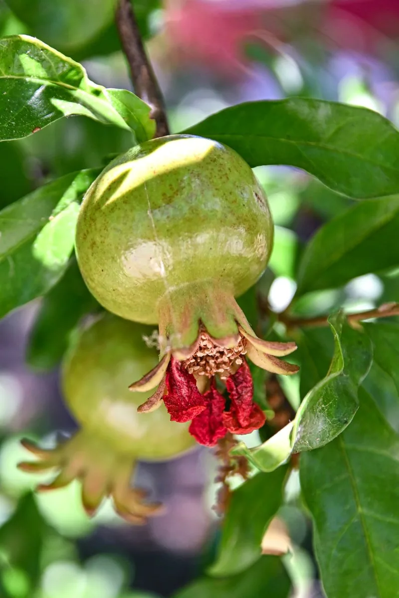 Unripe pomegranate growing on a branch
