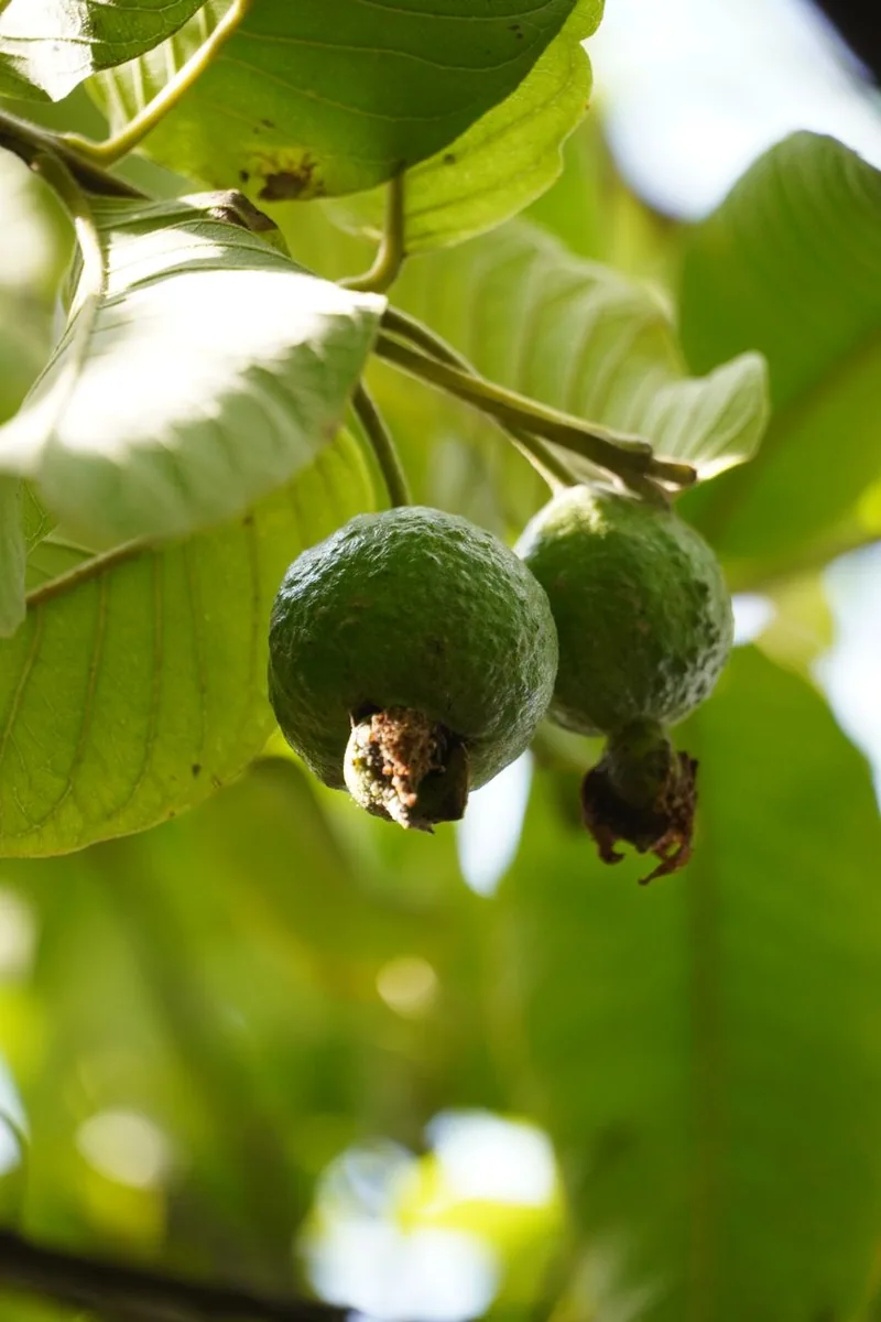 Unripe guavas on a tree branch