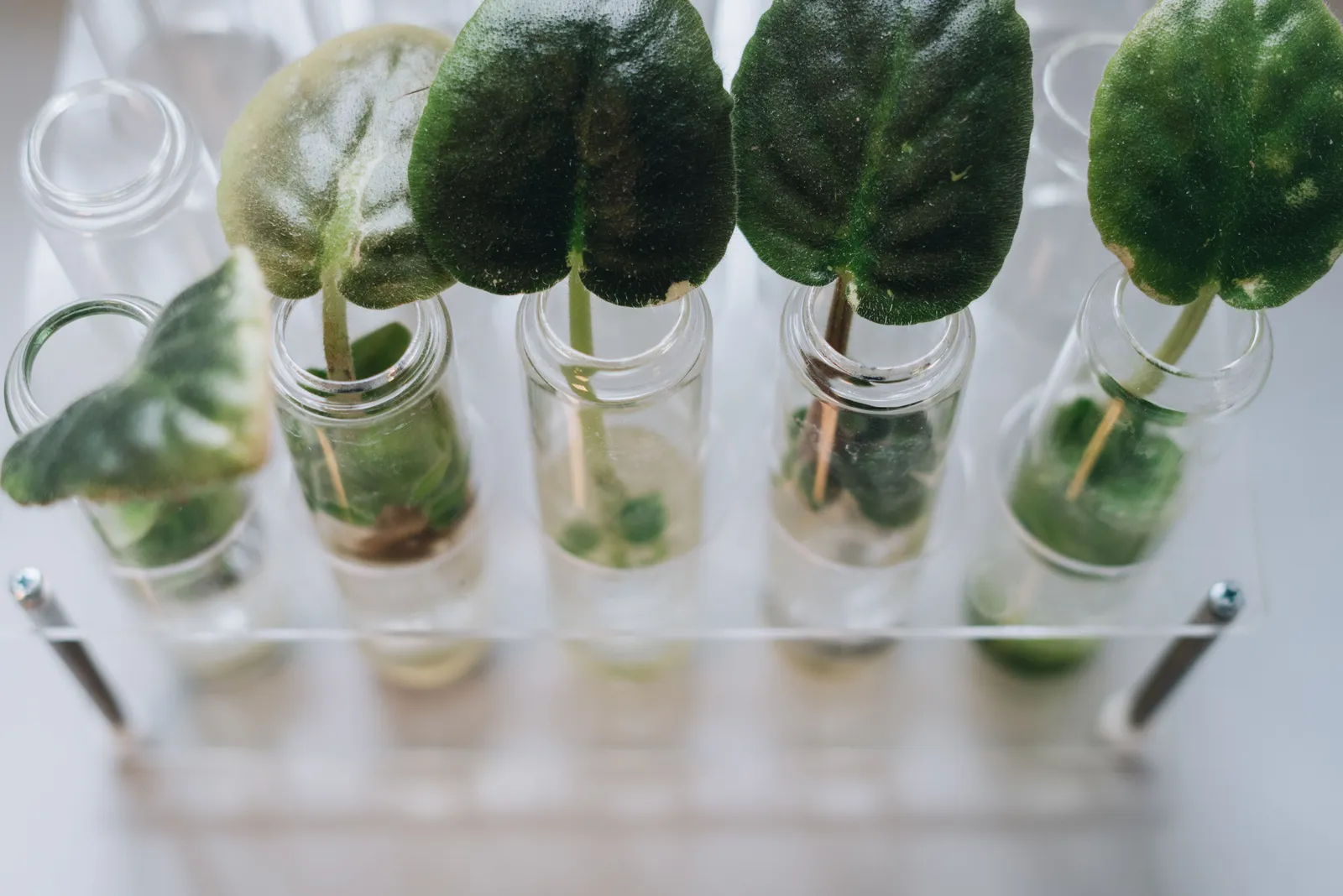 Green plant cuttings propagating in laboratory glass vials